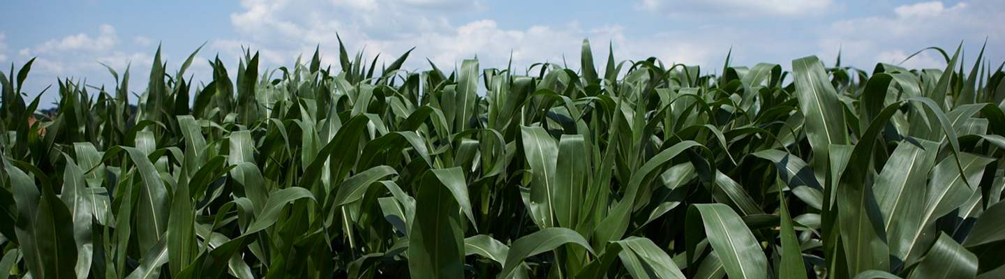Maize footer
